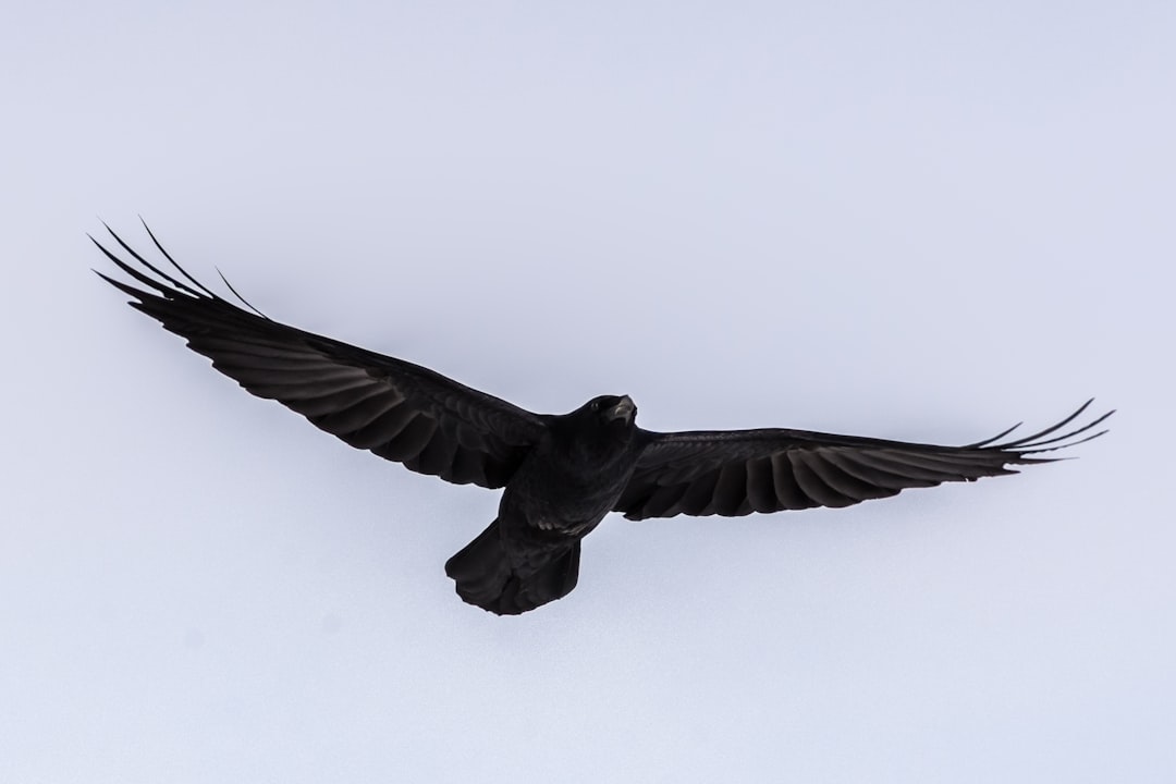 A raven in flight