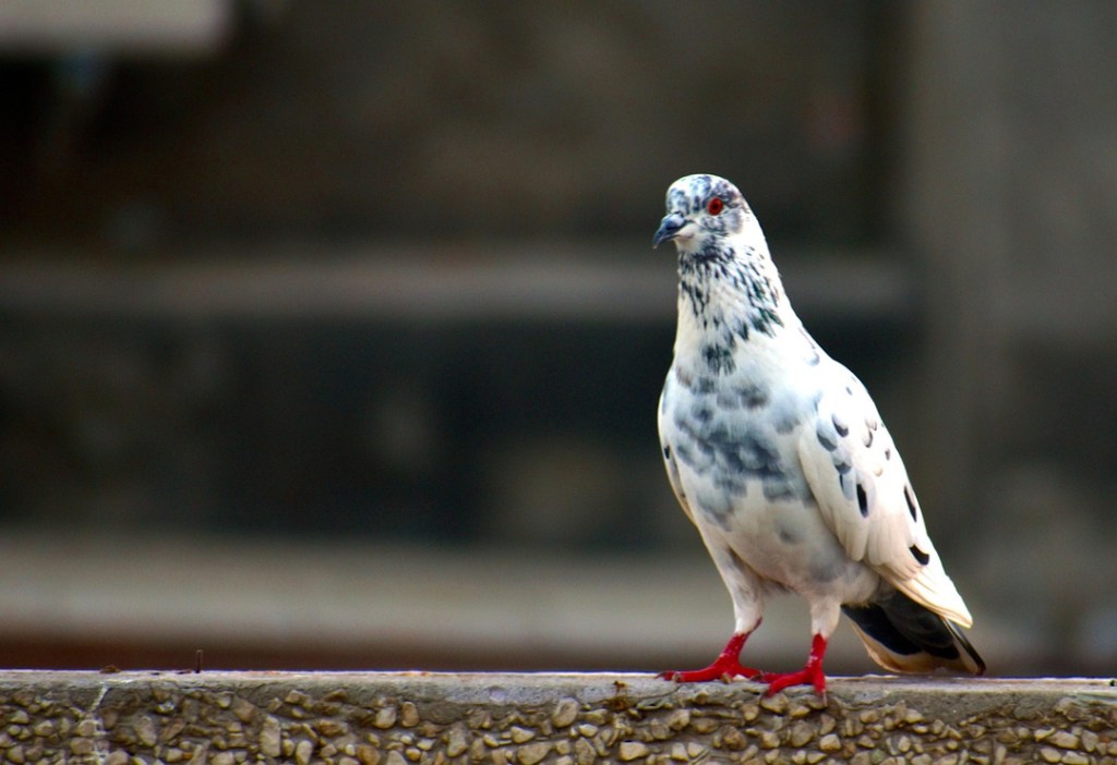 A pigeon.