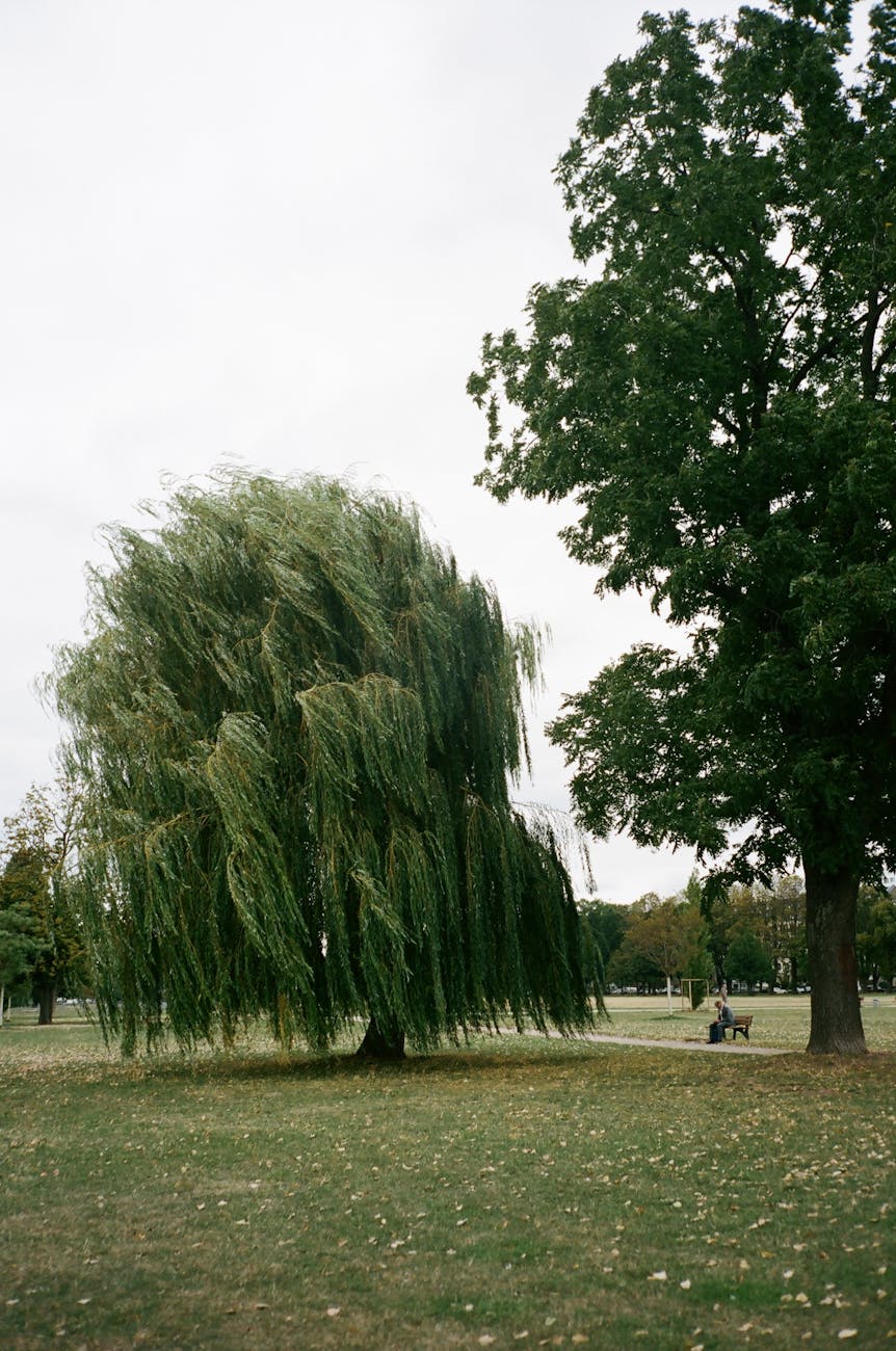 A willow tree in a park.