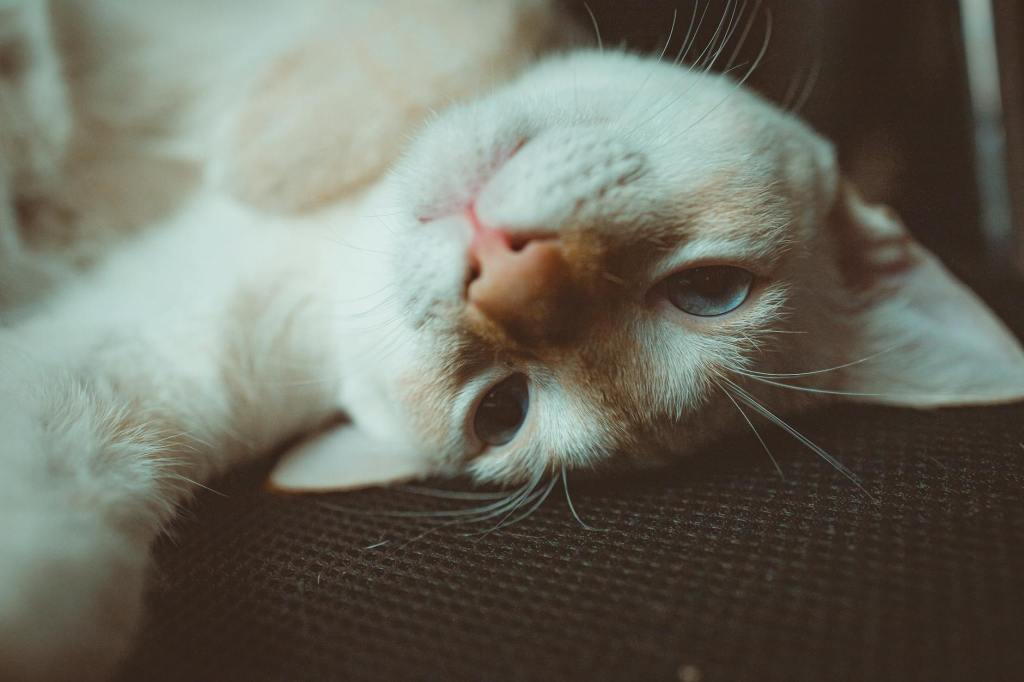 A cat lying upside down.