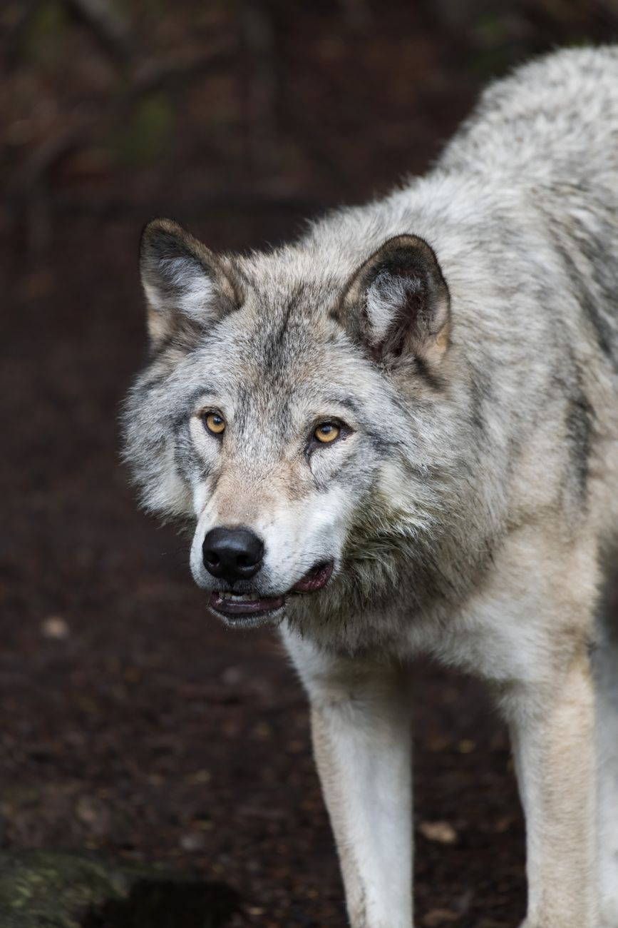 A wolf