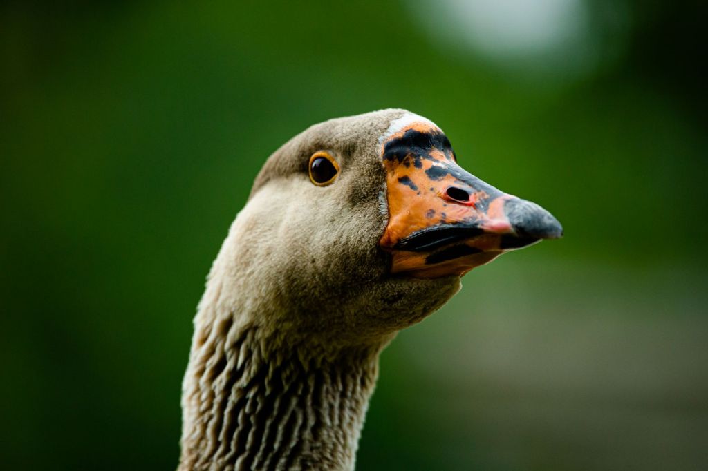 A goose's head.