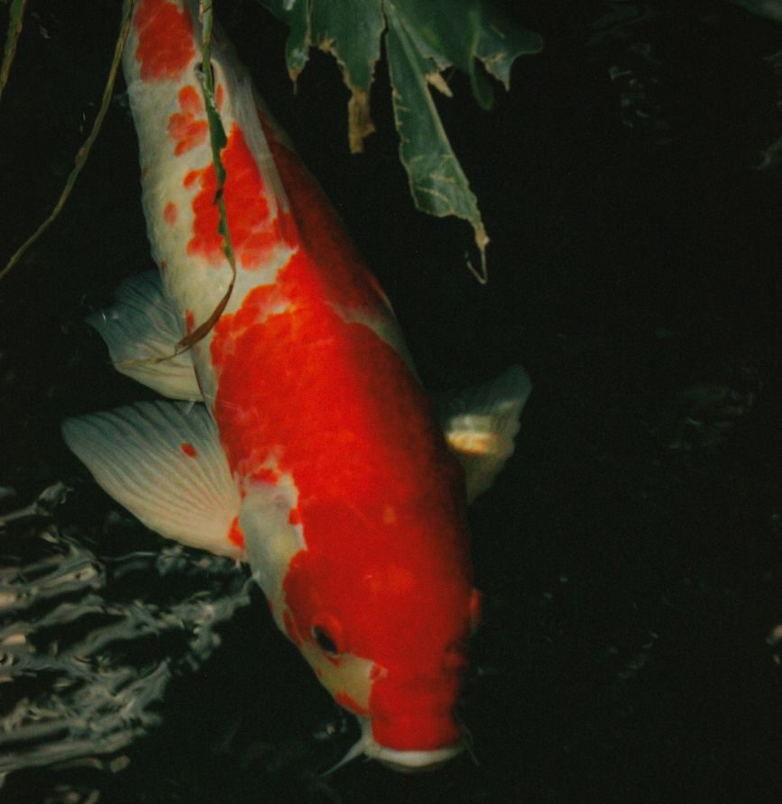 A koi fish in a pond.