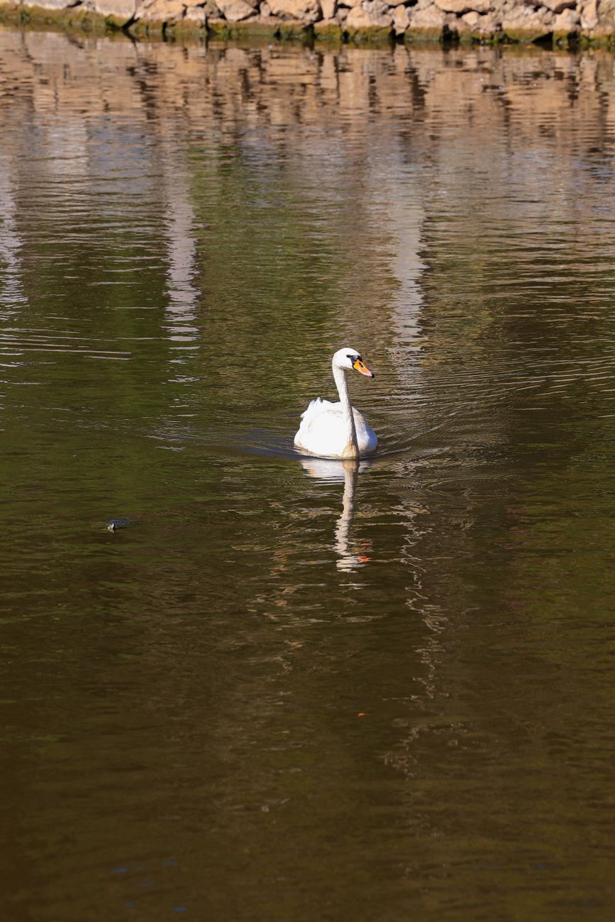 A swan
