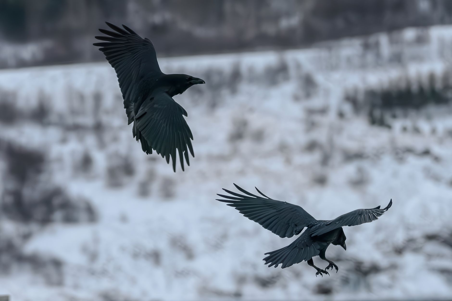 Two ravens in flight.